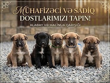 3 ay, Ünvandan götürmə lalafo.az -da 3 ay, Ünvandan götürmə