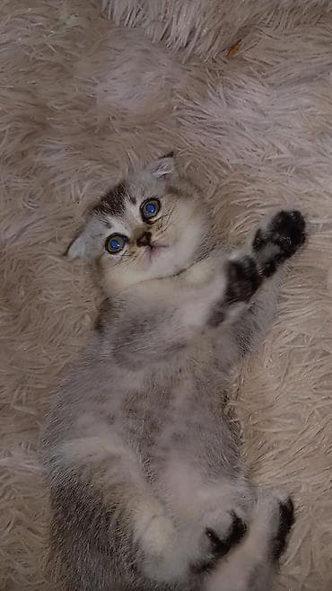 pişik şotlant: Skottiş tipli balaca pişik balaları 050 474 17 19 - Cins: qısa tüklü — 2