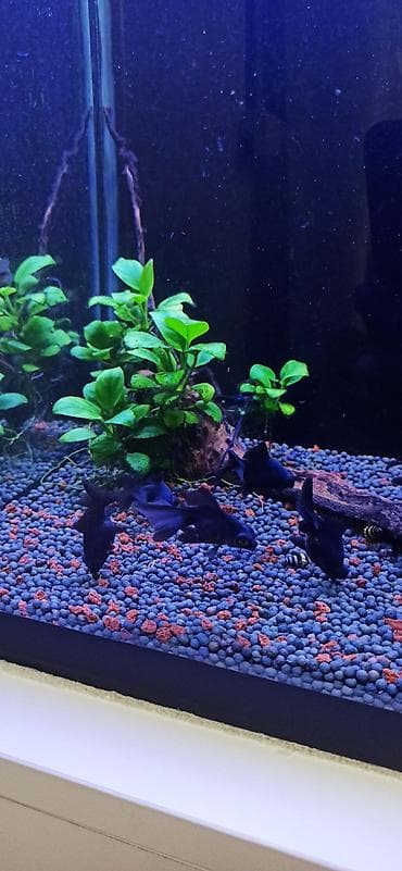 akvarium silikon: Teleskop balığı, Sülhsevər — 3