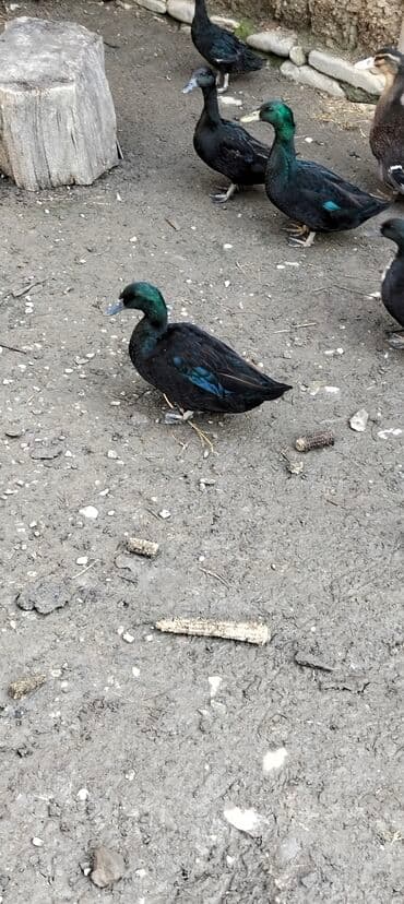 Satışda: Qara rəngli ördəklər BARTER VAR Xüsusiyyətlər: - Parlaq