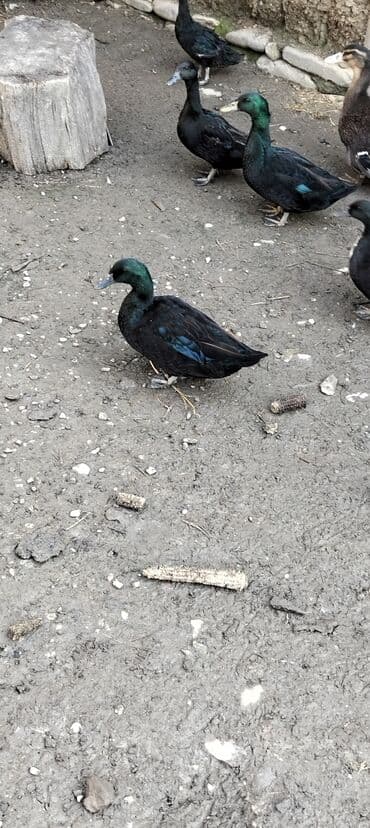 большая клетка для попугая: Satışda: Qara rəngli ördəklər BARTER VAR Xüsusiyyətlər: - Parlaq — 1