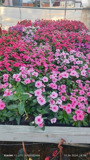 jasmin gülü: Dibceklər #biçeklər hər ölcüdə gülə #gül yeşikləri 1il rəsmi — 8