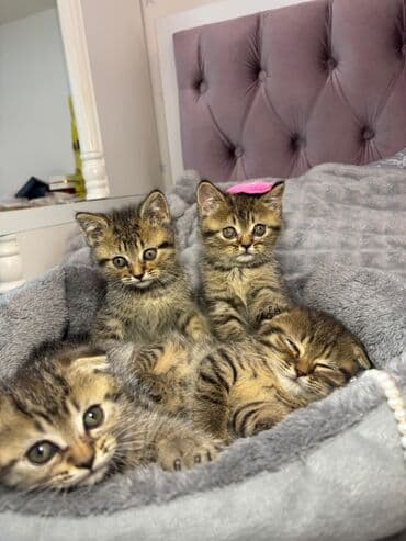 Pişiklər: Erkək — 2