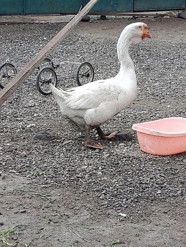 Inəklər, öküzlər: Erkək, | Xolmogor, Damazlıq, Ödənişli çatdırılma — 5