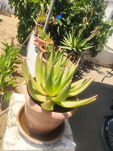 Aloe vera bitkisi – iri, sağlam rozetli, saxsı qabda. Yarpaqları