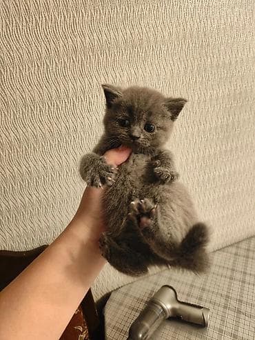 Gəmiricilər: Britan — 5