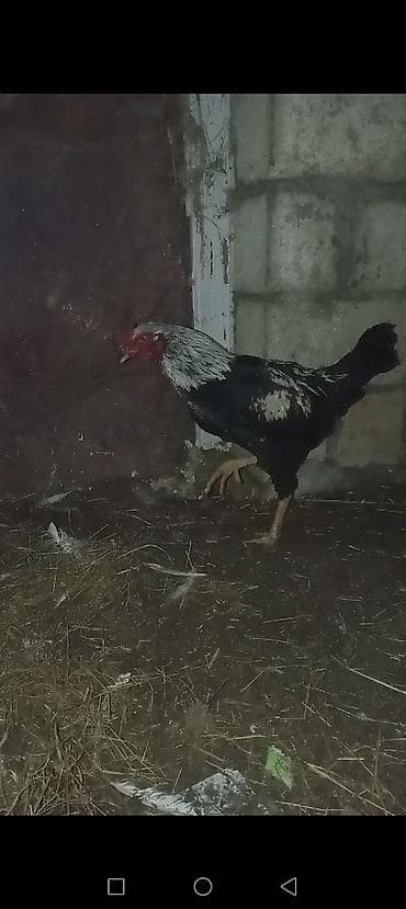 Heyrati 1 yas banlayir qesey doyus edir Quba