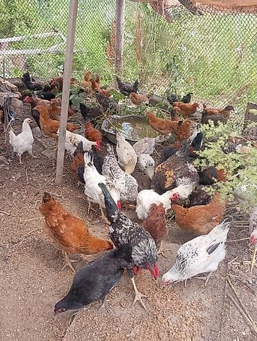 xacmaz heyvan bazari: Salam. 6 aylig kənd çolpalari satılır 40 denedir. hamsin alana — 2