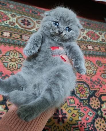 Pişiklər: Britan, Erkək, Dişi, Yaxşı əllərə, Ödənişli çatdırılma, Pulsuz çatdırılma, Rayonlara çatdırılma — 5