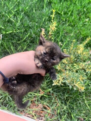 котики в добрые руки: В добрые руки — 5