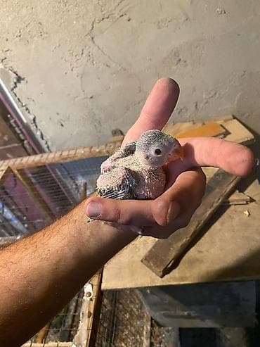 2 Həftəlik bala Ojireliya. Ele Öyrəşdirmək üçün əsl vaxtıdır Növ — 3
