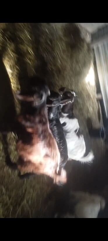 dovşan şəkilləri çəkmək: Hələb keçi — 3