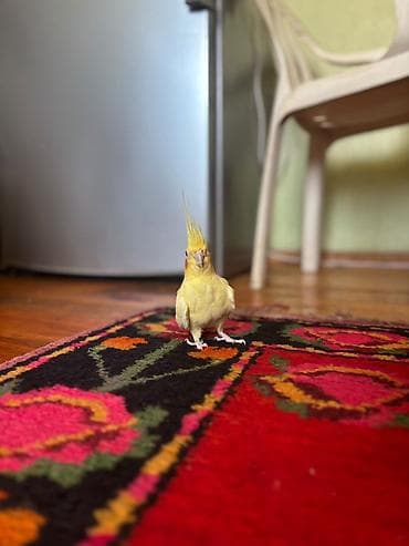 Tutuquşları: Nymph parrot (kakaducu/korella) – sarı lutinо rəng Məhsul təsviri: - — 3