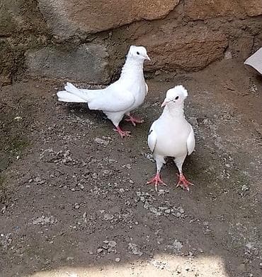 göyercin yuvası: 2 side erkeydi 12 14 tukduler — 1