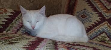 maraqli pişik adları: Dişi, Yaxşı əllərə, Ünvandan götürmə — 7