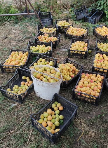 savalanda torpaq satilir 2022: 15 sot, Kənd təsərrüfatı, Maklerlər narahat etməsin, Kupça (Çıxarış) — 1
