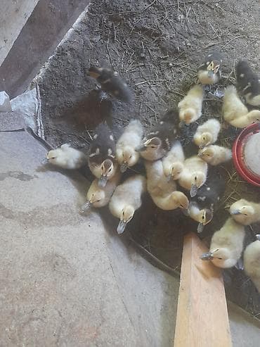 quşlar goyərcin: Erkək, Damazlıq, Ödənişli çatdırılma — 2