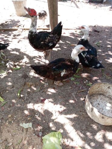 Gəmiricilər: Erkək, | Lal ördək, Ətlik, Ünvandan götürmə — 5