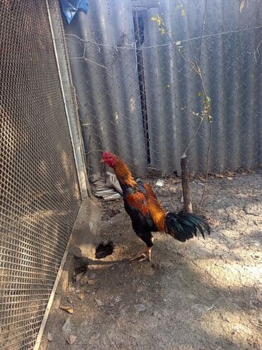 Salam heyratı xoruz 1 yaş 2 aylıq çəki 3.600 cinsi çu Şamo ünvan Gəncə — 3