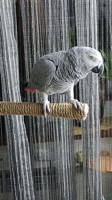 danışan papuqay satılır: Африканский Серый-краснохвостый Жако. не разговаривает,но красиво — 4