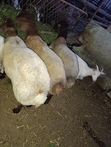 korpə quzu: SALAM HEYVANLAR TELEFONDA GORDUYUNUZ KİMİDİ CİNS QUZULARDİ HEYVANDAN — 8