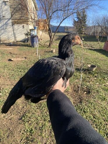 cücə və xoruz: Xoruz, il: <1, Ödənişli çatdırılma, Rayonlara çatdırılma, Ünvandan götürmə — 2