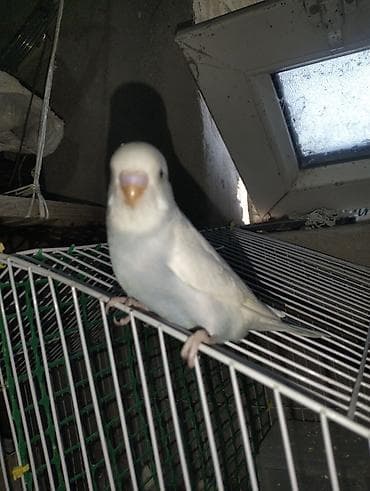 quş: Yeni ag balalar teze yeme dusurler 12 m erazi zabirat — 3