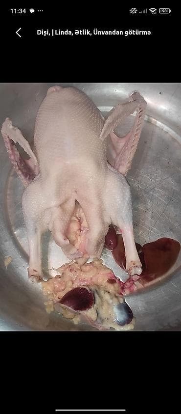 lal ordək balası: Üç erkəydi 9 dişi heyet BALACADİ SATLİR damazdiq eladi ünvan — 10