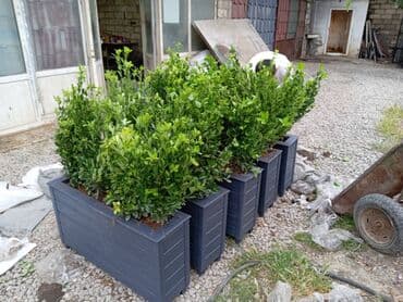 dipçək: 100x35x35 olan dipcəkler Gulun hundurluyu 60-70sm Torfu və əkilməsi — 3