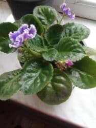 bənovşəyi gul şəkilləri: Bənövşə (Afrika bənövşəsi) – bənövşəyi çiçəkli, xırda dalğalı ləçəklər — 5