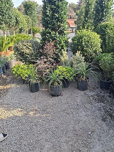 banan agaci: Landşaft ağac və kolları – fidanlar və iri qablarda dekorativ bitkilər — 8