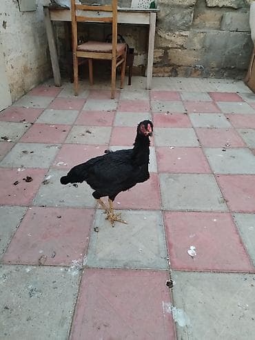 berde mal bazari 2020: Toyuq cücələri, Damazlıq — 2