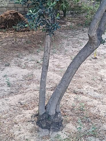 kala bitkisi: 20+ Zeytun ağacı – həyət üçün məhsuldar, dekorativ növ(erkek) meyvesi — 2