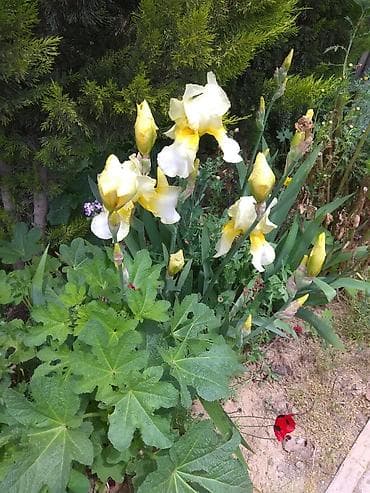 Bağ və balkon üçün dekorativ gül kolları – müxtəlif növlər Məhsul — 3