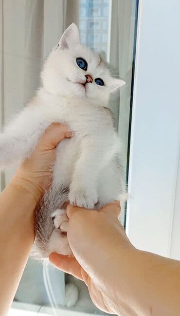 Gəmiricilər: Ata gold,ana silvet şinşilla.gurd dermani verilib,tsm tehvile — 2