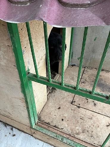 it ucun gene dermani: Çoban itiylə Alabayın qarışığıdır. 5 yaşı var. Yaxşı baxılıb — 5