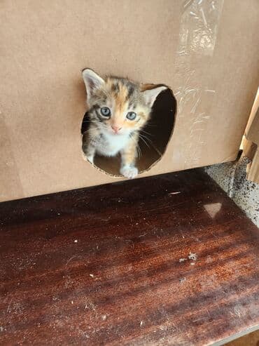 сколько стоит котёнок: Самка — 6