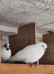 xacmaz heyvan bazari: Sadə göyərçinlər satılır biri 10 AZN — 3