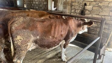 en cox sud veren inekler: Inekler satılır qiymət fərqlidi 18 litrdən 30 litrə kimi balali.da var — 3