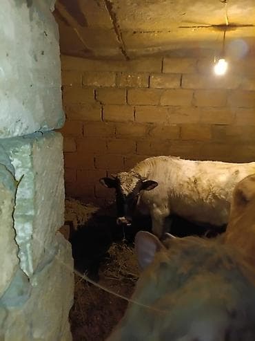 Рогатый скот: ERKƏK DANA - 2 ədəd — 2