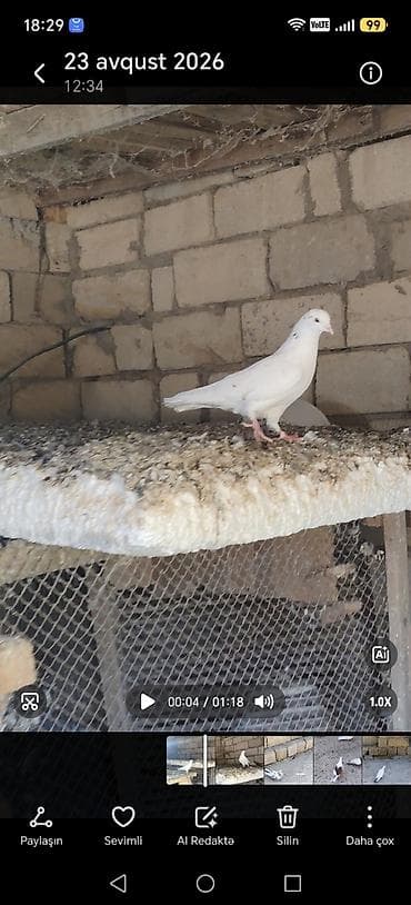 delfin goyərcin: 9 dene tutulma quslardi hansı sağlam qusdu 30azn hansı Qaradağ — 7