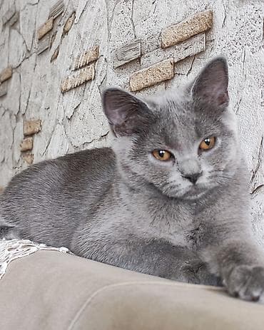 pisiklər: Britan — 2