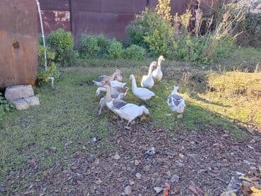 Ördəklər: Erkək, Damazlıq — 1