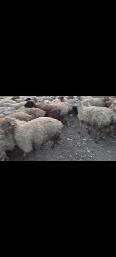 toyuq fermasi satilir: 350 baş qarabg sort boz qoyunlar satılır . hissə hissədə götrə — 5