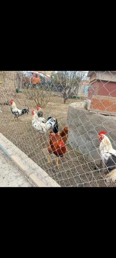 lal ordək balası satılır: Məhsul: Xoruz və toyuqlar (qarışıq rənglər) Təsvir: - Şəkillərdə bir — 4