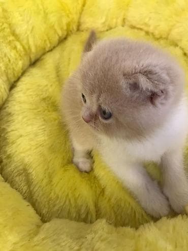 pişiy adlari: Şotland yastı qulaq — 4