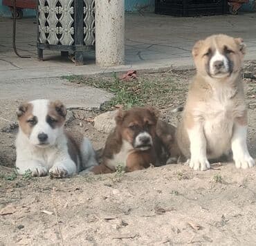 собаку объявление продам: Гурдбасар, 2 месяца, Самец, С прививками, Самовывоз — 5