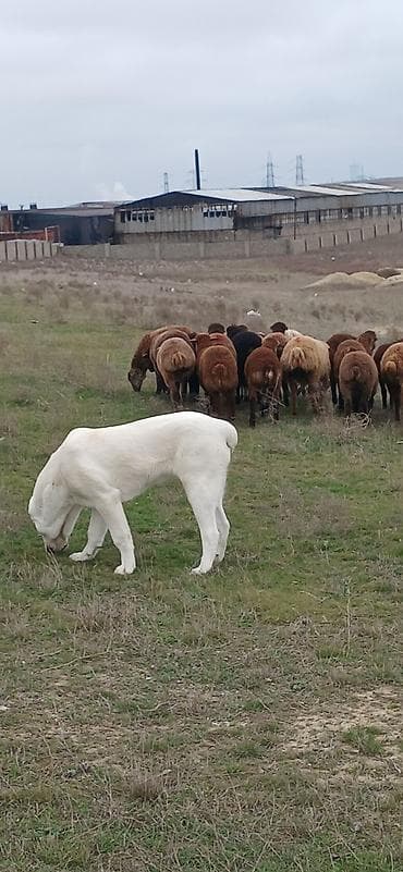 biq 6: Alabay, 6 ay, Dişi, Cütləşmə üçün, Ödənişli çatdırılma — 7