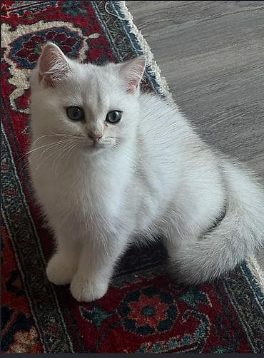 Şinşilla, Dişi, Yaxşı əllərə, Pulsuz çatdırılma