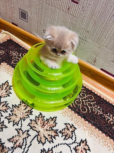 pişiy: Yekəaltı lövhəli pişik dırmaşma və dırnaq iti­ləmə dirəyi + interaktiv — 3